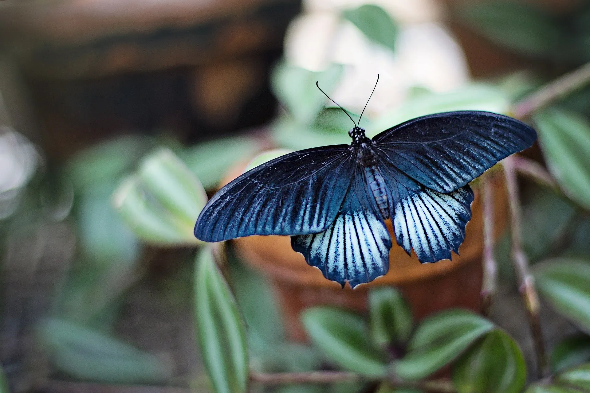 Un papillon bleu posé sur des feuilles